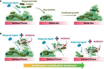 Combination Therapies for Biofilm Inhibition and Eradication: A Comparative Review of Laboratory and Preclinical Studies